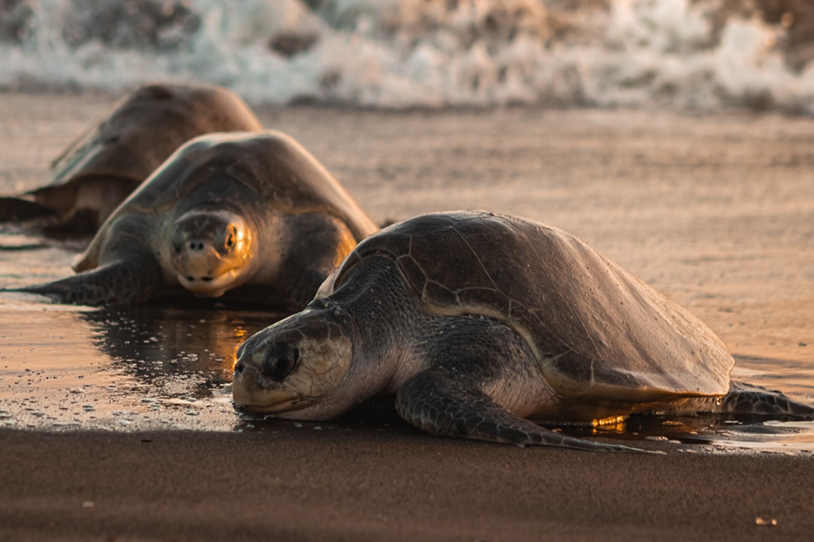 Traditional Wine Workshop & Turtle Nesting - Image 5